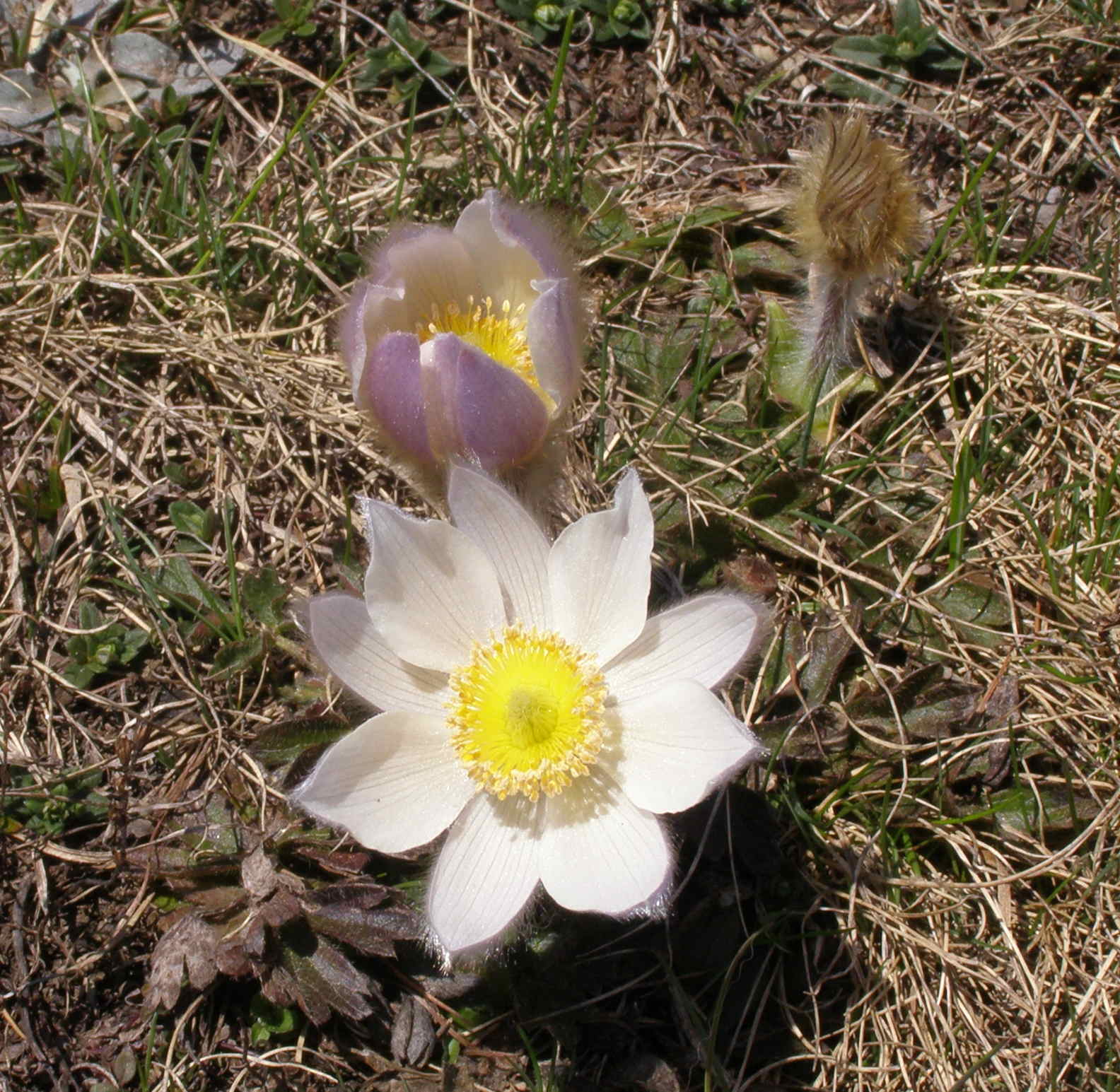 Pulsatilla vernalis